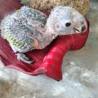 Pullo di amazzone da allevare a mano