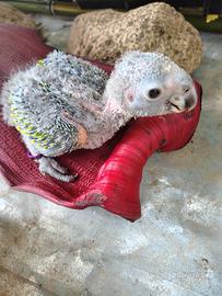 Pullo di amazzone da allevare a mano