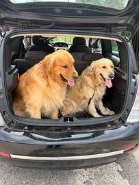 Golden retriver