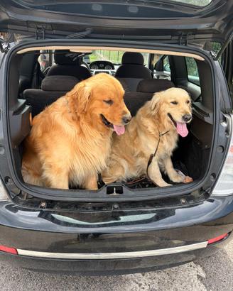 Golden retriver