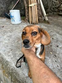 Cane da caccia