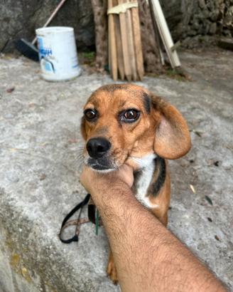 Cane da caccia