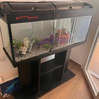 Acquario