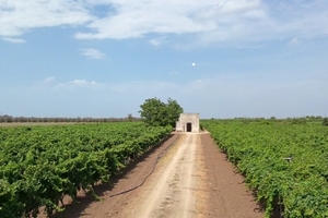 Terreno con vigneto nuovo e 2 abitazioni accatasta