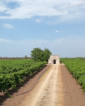 Terreno con vigneto nuovo e 2 abitazioni accatasta