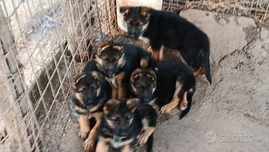 Cuccioli pastore tedesco