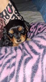 Cucciola taglia piccola