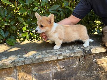 Cucciole Welsh Corgi Pembroke