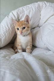 Gatto super coccolone amico dei bambini