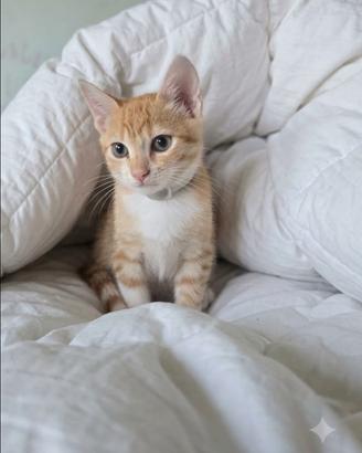 Gatto super coccolone amico dei bambini