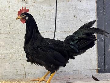 Galline e galli Livornese blu e nero