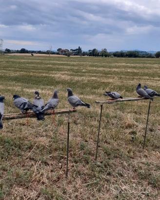 Piccioni da richiamo