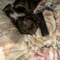 Chihuahua maschio per accoppiamento