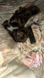 Chihuahua maschio per accoppiamento