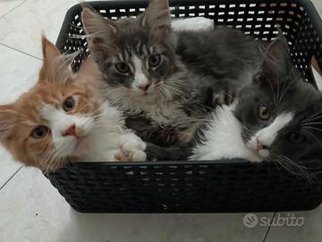 Cuccioli Maine coon
