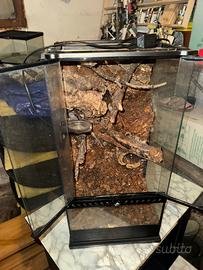 Terrario rettili