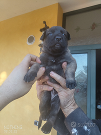Cuccioli di pastore belga malinois
