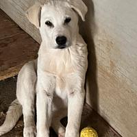 Cucciolo Simpaticissimo