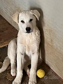 Cucciolo Simpaticissimo