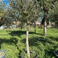 Piante di olivi