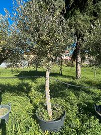 Piante di olivi