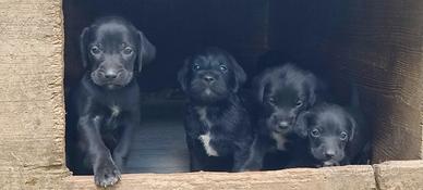 Cuccioli segugio maremmano