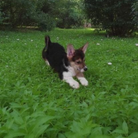 Welsh corgi Pembroke