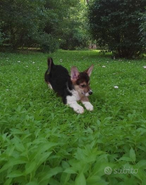 Welsh corgi Pembroke