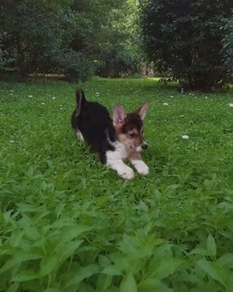 Welsh corgi Pembroke