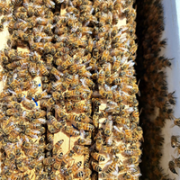 Nuclei e famiglie Ape Ligustica