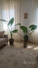 pianta Alocasia