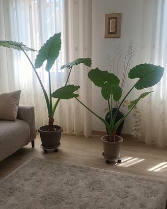 pianta Alocasia