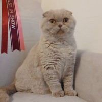 Maschio scottish fold fawn