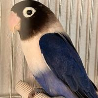 Inseparabili Agapornis Personata