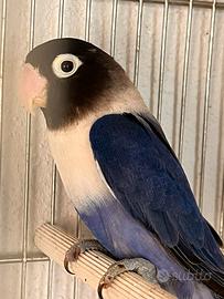 Inseparabili Agapornis Personata