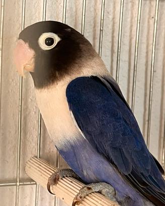 Inseparabili Agapornis Personata