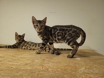 Cuccioli bengala