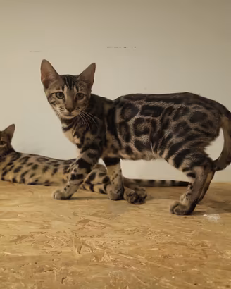 Cuccioli bengala