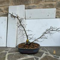 Pre bonsai di carpino yamadori