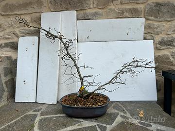Pre bonsai di carpino yamadori