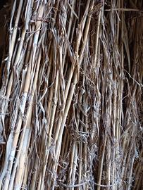 canne di arundo
