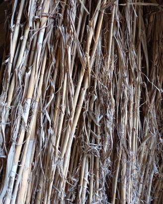 canne di arundo