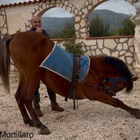 Addestramento cavalli