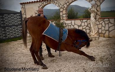 Addestramento cavalli