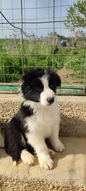 Cuccioli maschi Border Collie