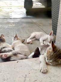 Adozione gattini