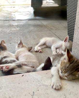 Adozione gattini
