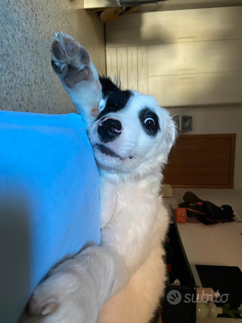 Cucciola di cane, 4 mesi, meticcia Animali In regalo a Roma