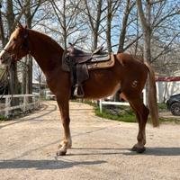 Cavallo per principianti e da passeggiate trekking