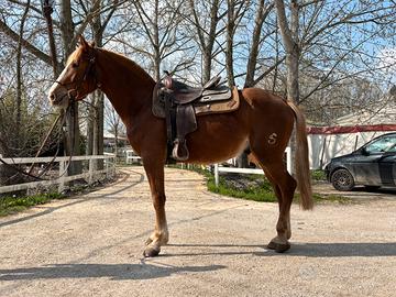 Cavallo per principianti e da passeggiate trekking